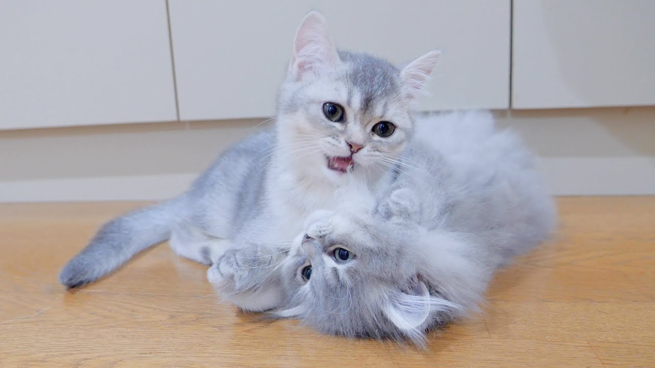 Уходовая битва! То, как он схватил пушистые волосы, было слишком мило...