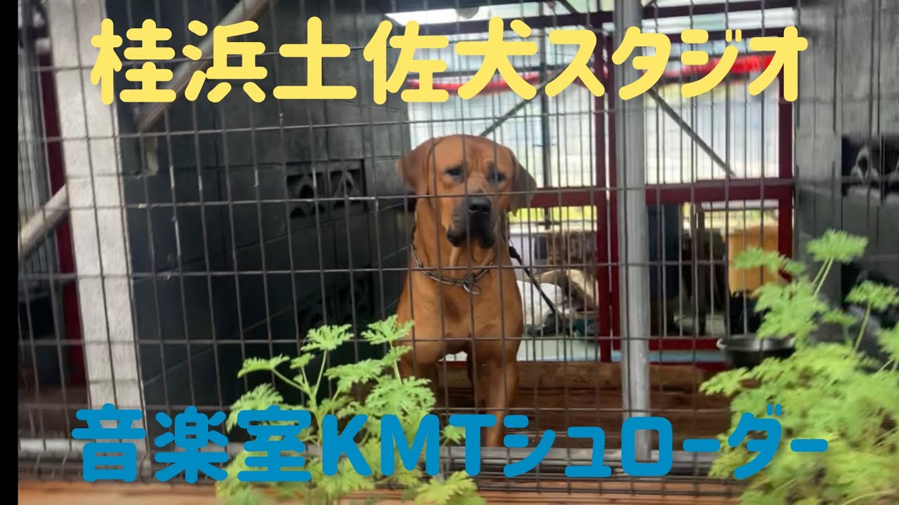 桂浜土佐犬スタジオ《闘犬》
