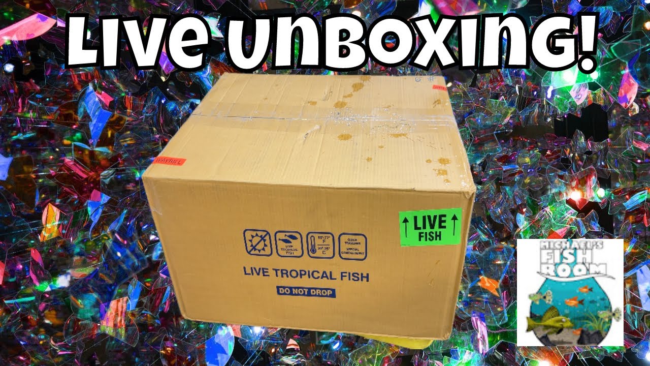 Amazing Live Guppy Fish Unboxing