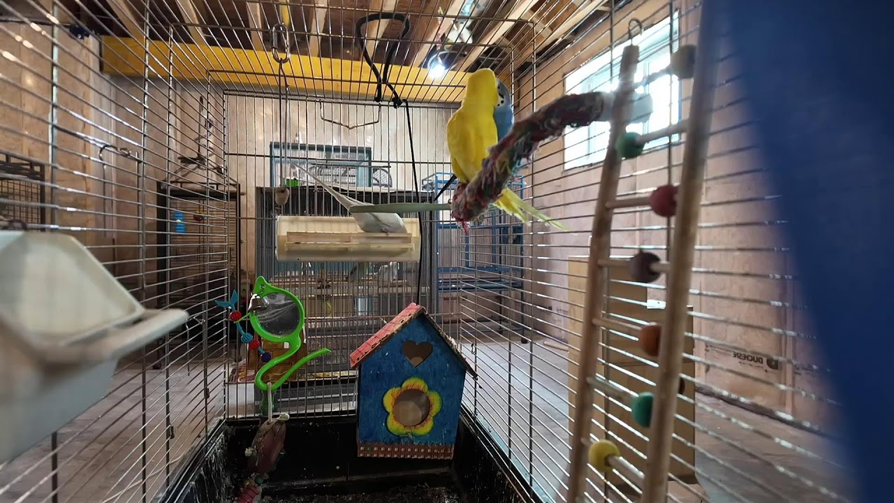 Budgies
