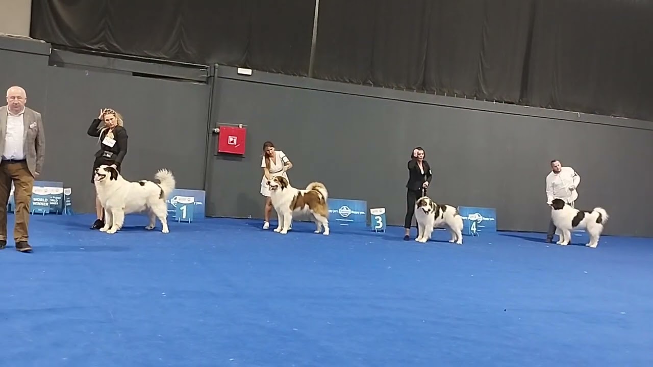WDS Zagreb Tornjaci raz.Prvaka