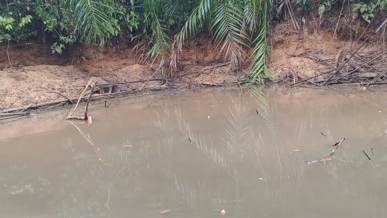 Musim kering ,,ayam hutan mandi depan mata..