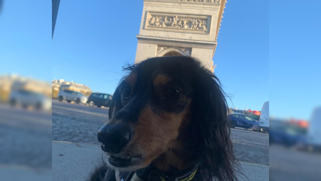 Mini Dachshund POV Walks Through Paris 🇫🇷🐶 #dachshund