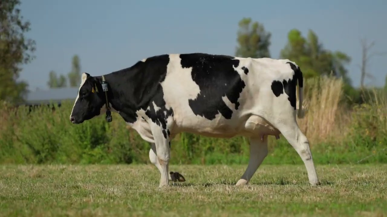 LOT 6 - Gorgala STChief Pamela
