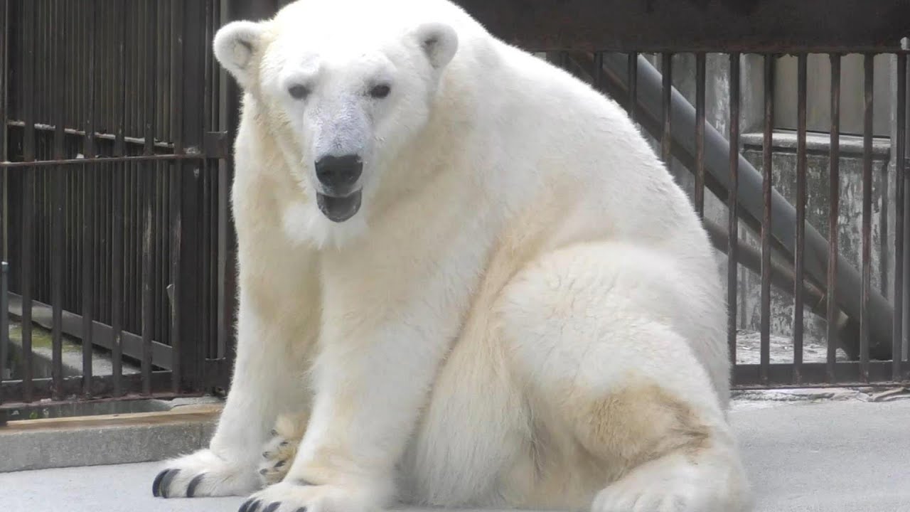 とっても嬉しい表情でプール待ちのピースちゃん♪とべ動物園にて