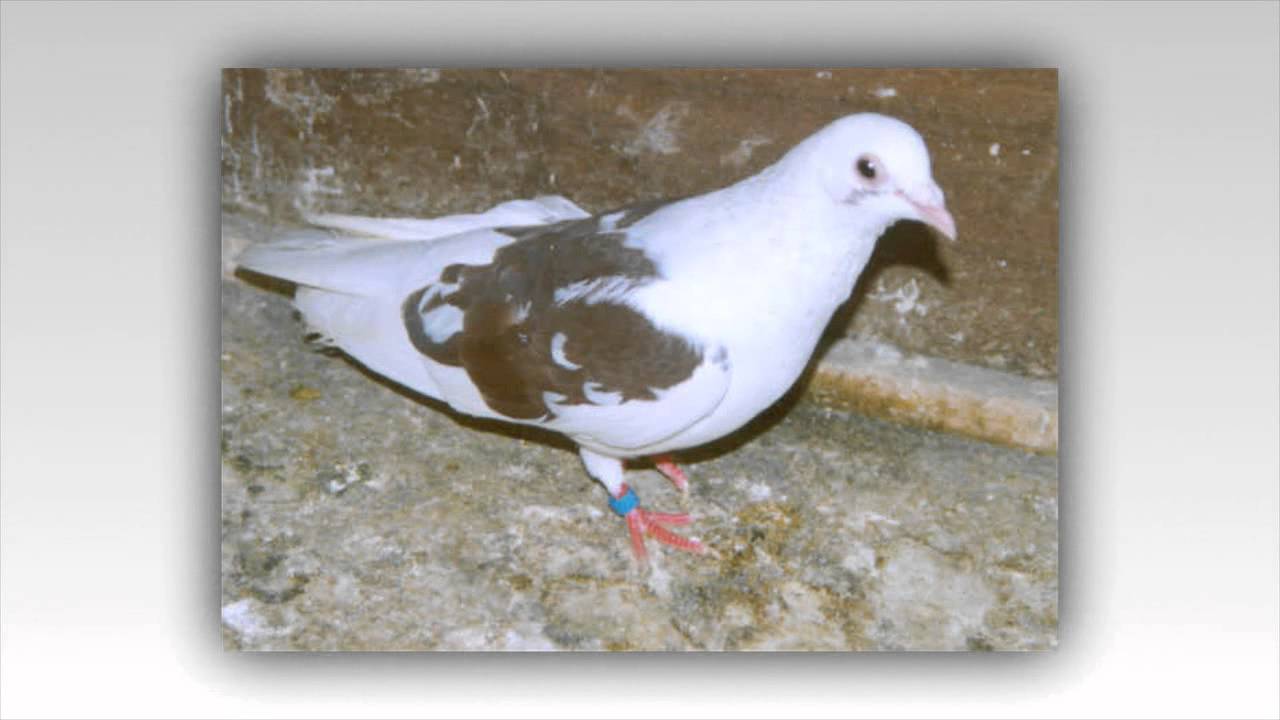 الحمام القطيفي | pigeons Qutaifi | عالم الحيوان