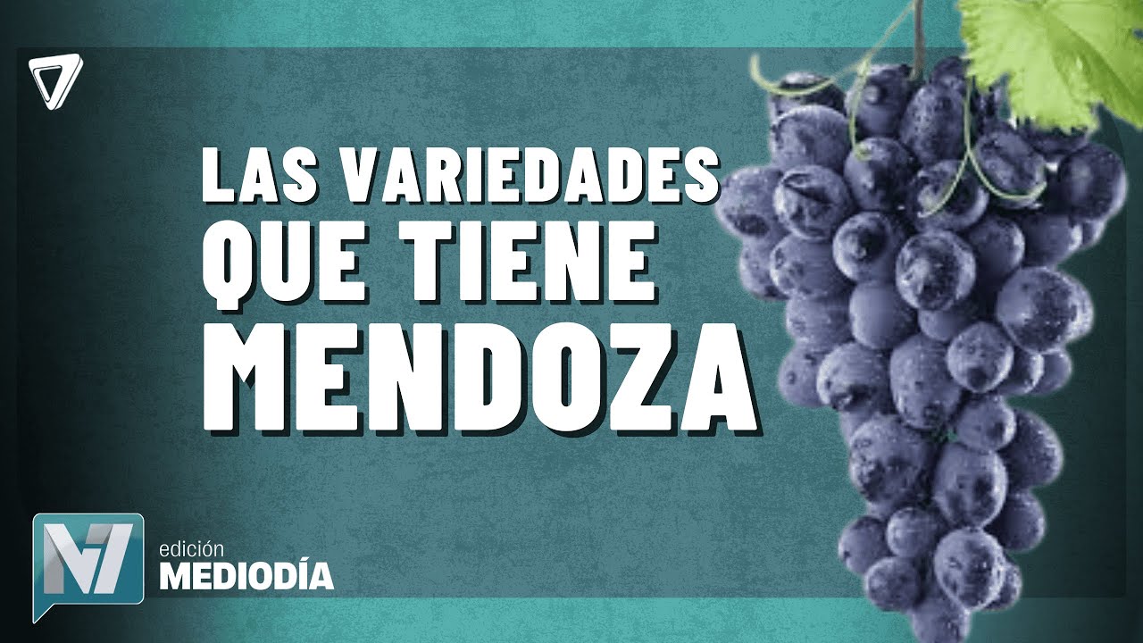 AHORA: éstas son las variedades de UVA de MESA en Mendoza y cómo les afectó la TORMENTA