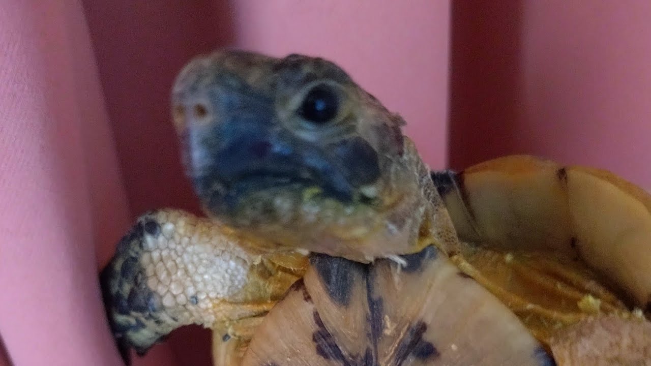 1NOKONOKOは元気に歩き回ってます♥️🐢♥️　　　　　　　　　　　　　　　　　　NOKONOKO is walking around happily♥️🐢♥️