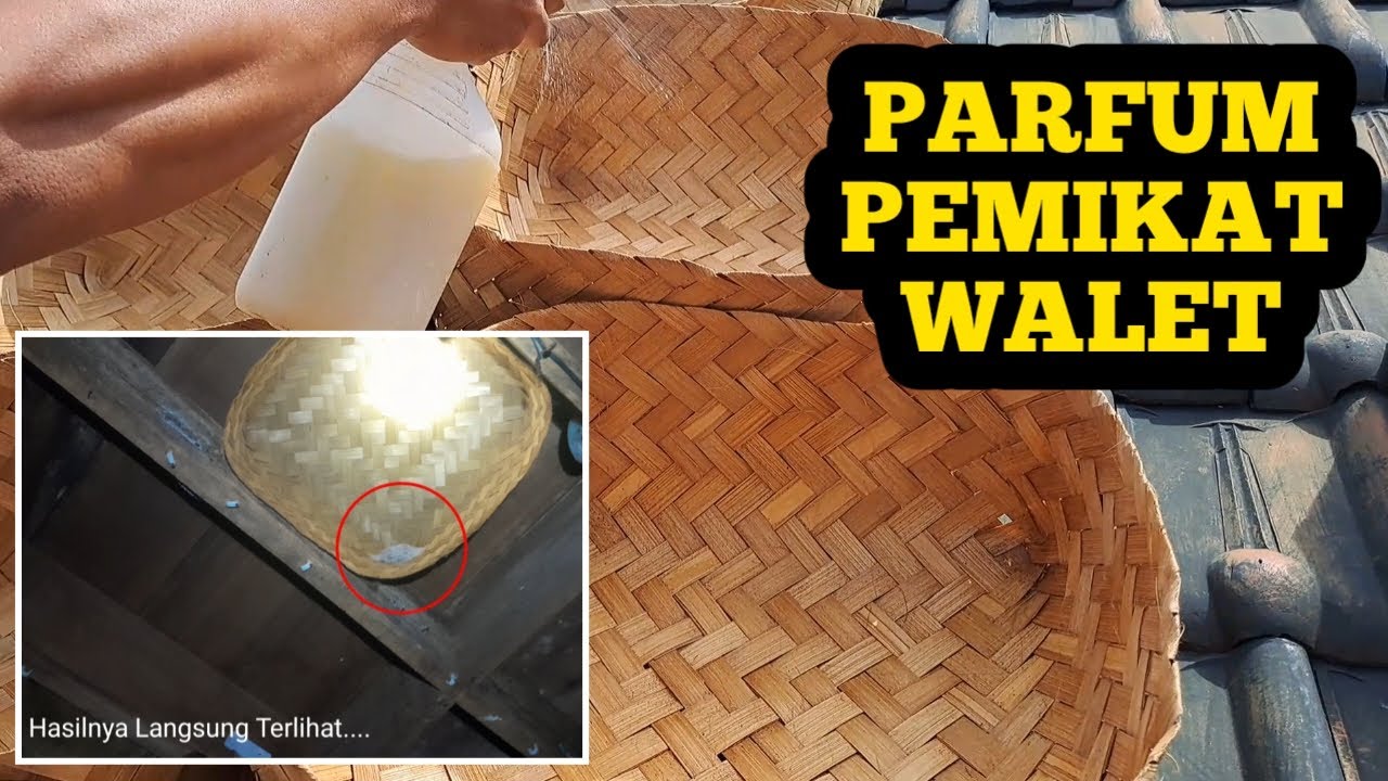 Full Cara Membuat Parfum Pemikat BURUNG WALET - Sukses Usaha Walet
