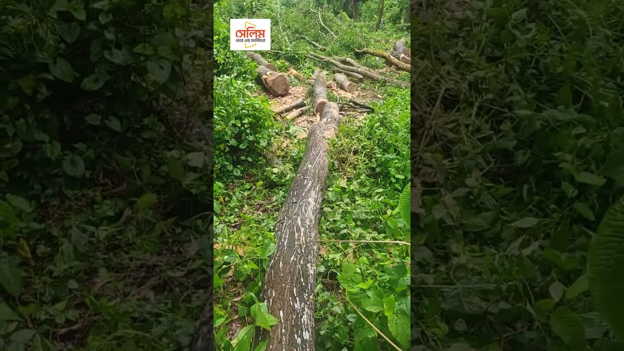 আমরা কিভাবে দরজা ও ফার্নিচারের জন্য কাঠ সংগ্রহ করি | আসল আকাশমণি গাছ চেনার উপায়।