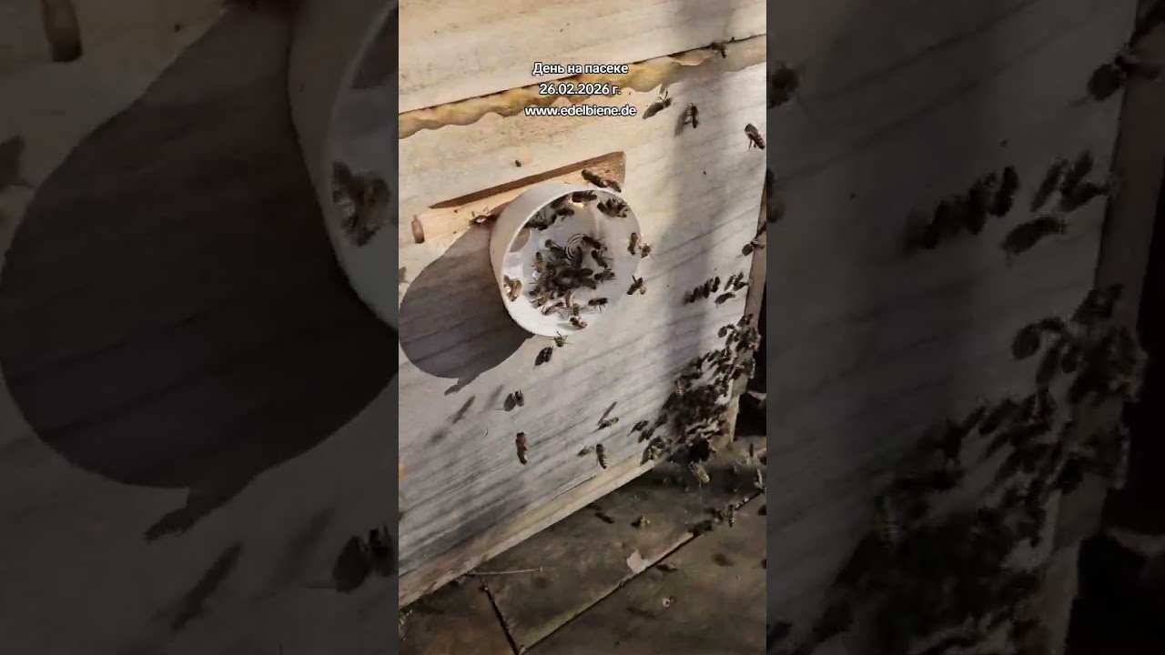 День на пасеке 26.02.2026 г.Рабочие моменты, забота о пчёлах и подготовка к сезону — всё как я люблю