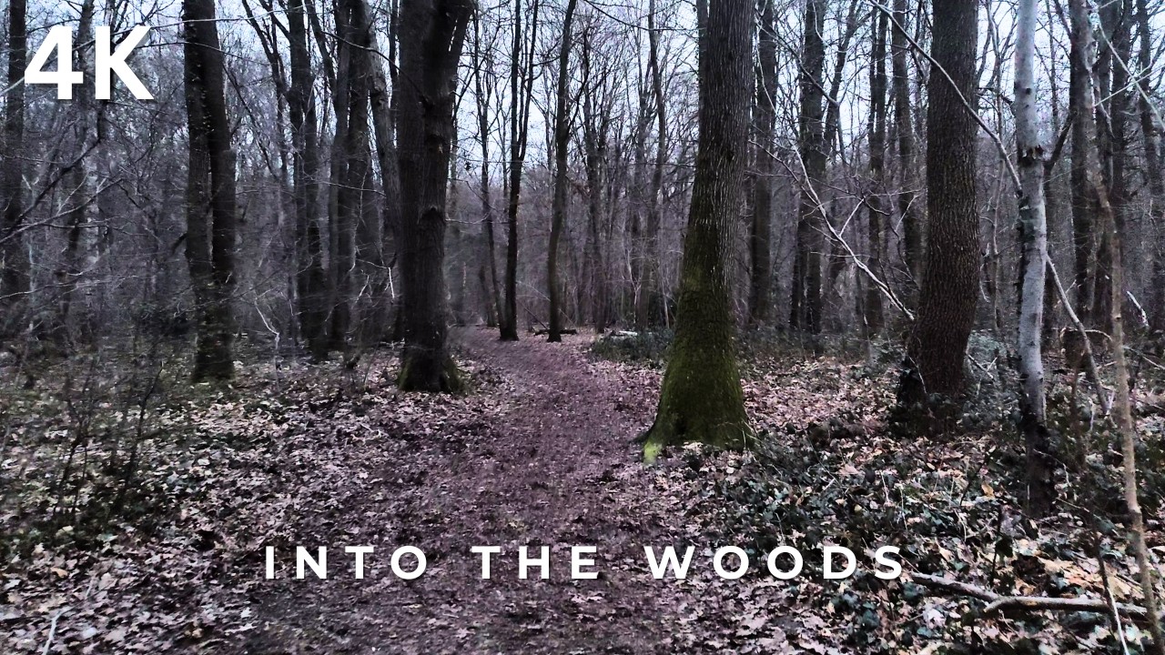 Daily Quiet Forest Walk – 15 Min Peaceful POV in Winter Gray (4K)