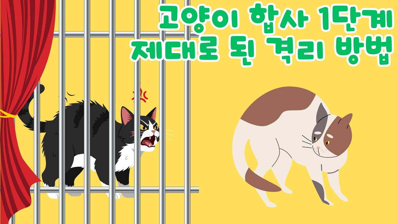 고양이 합사 1단계 : 제대로 된 격리 방법