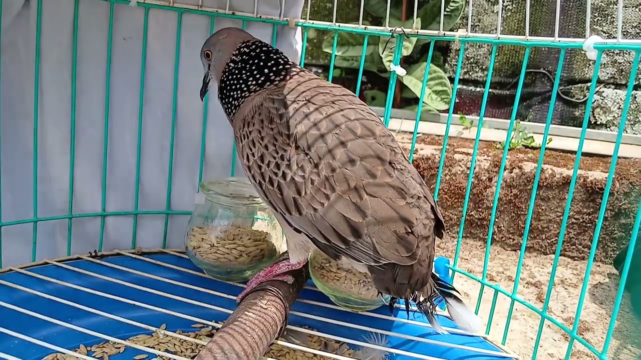 Gù đấu. CHIM CU GÁY MALAISIA