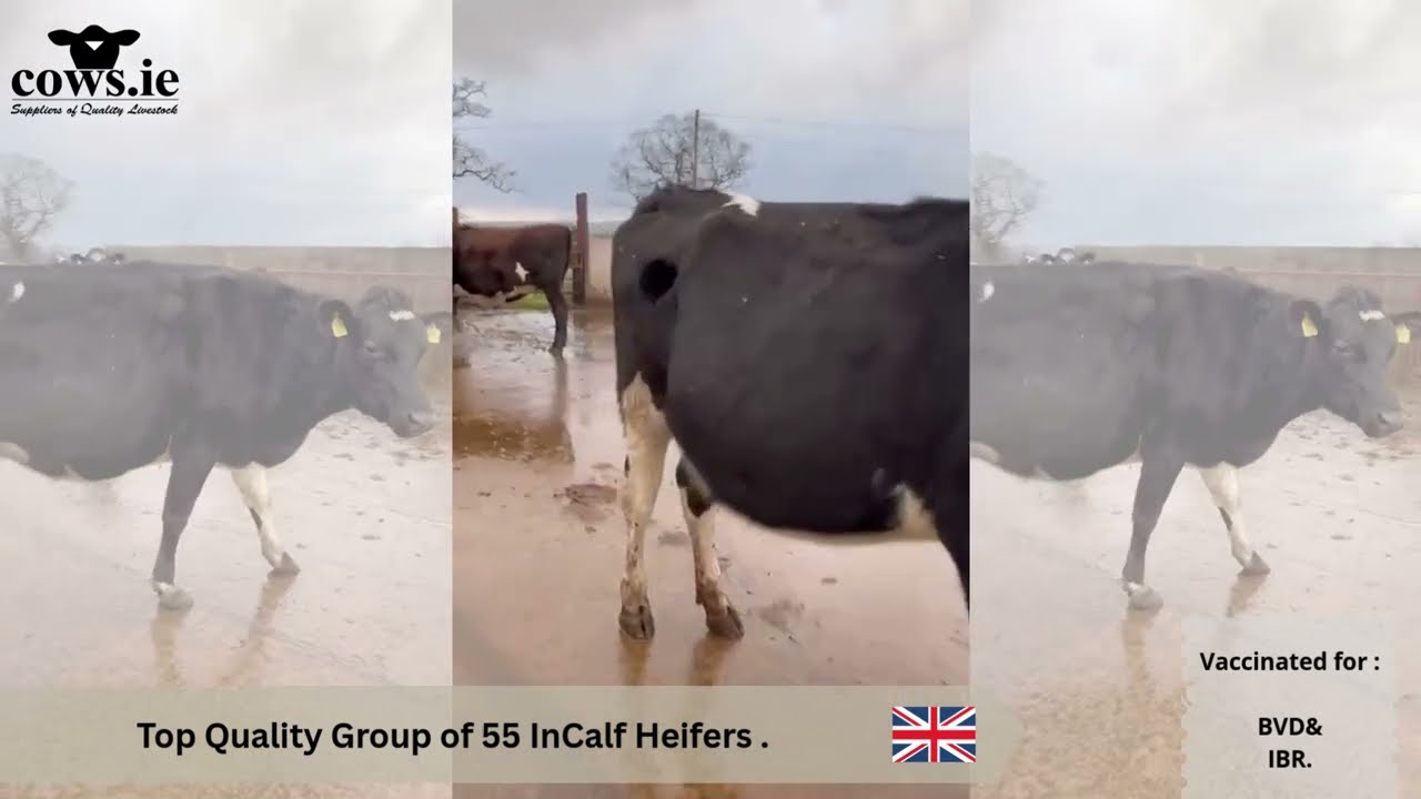 🚨-Top Quality Group of 55 InCalf Heifers .