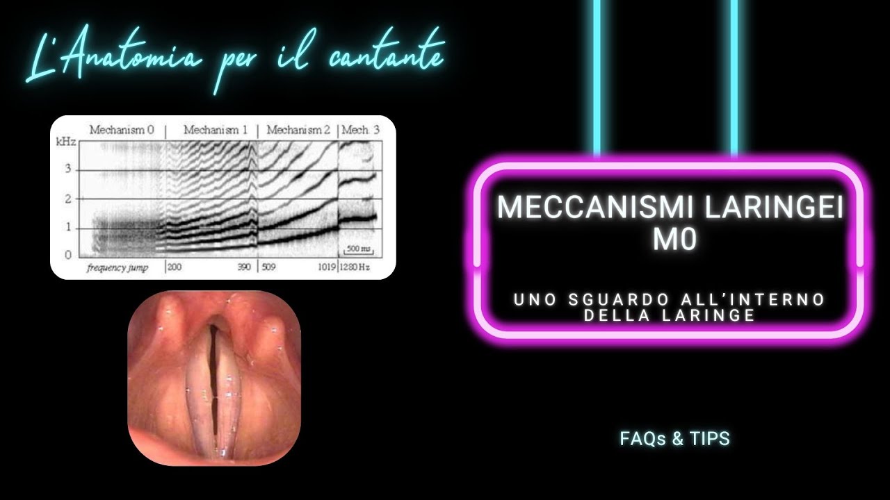 Meccanismi Laringei: M0 - Uno sguardo all'interno della laringe