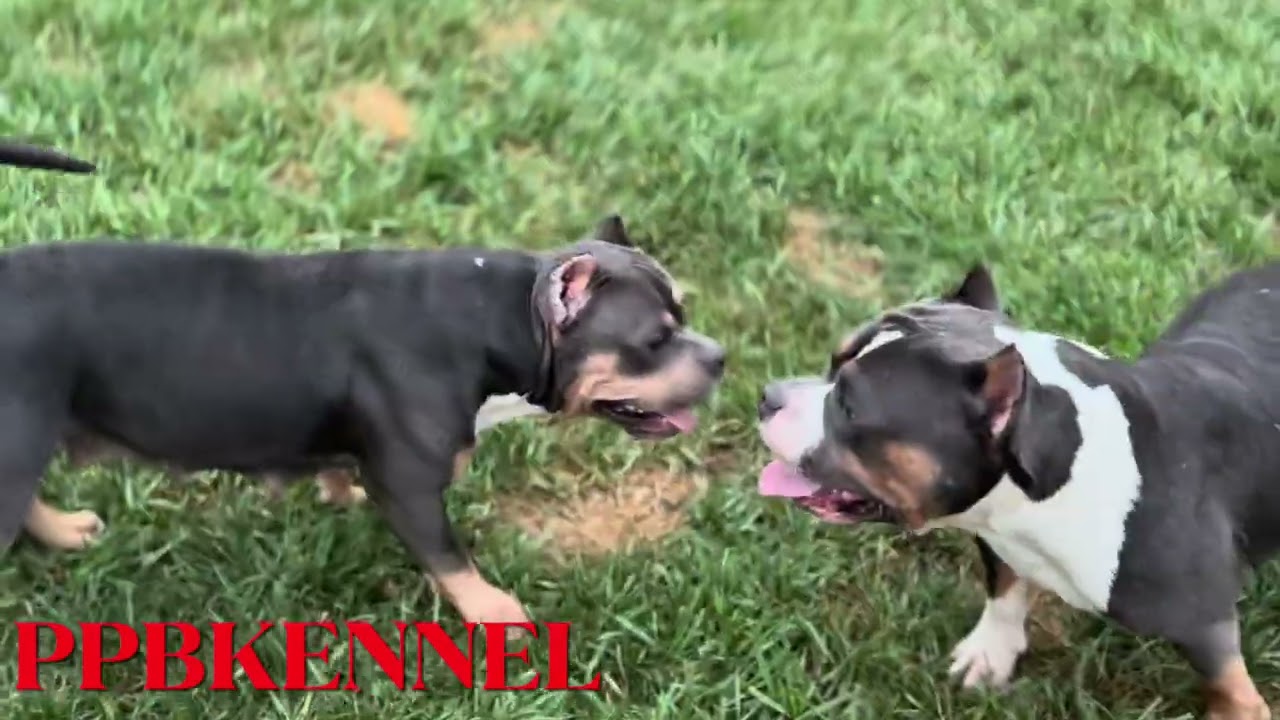 WE HAVE A BLEEDER‼️✅🦍 DIAMOND❌DIDDY  