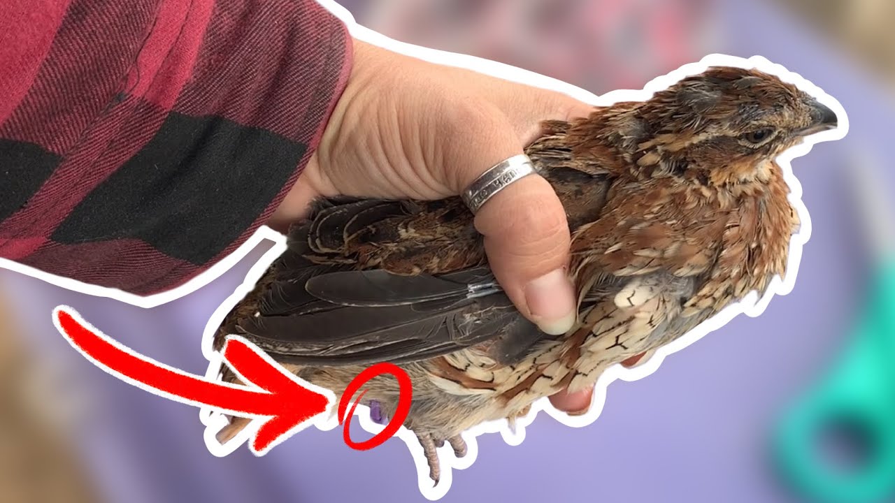 How To Band Chickens and Quail for Identification | Bobwhite Quail | Belgian D’Uccle