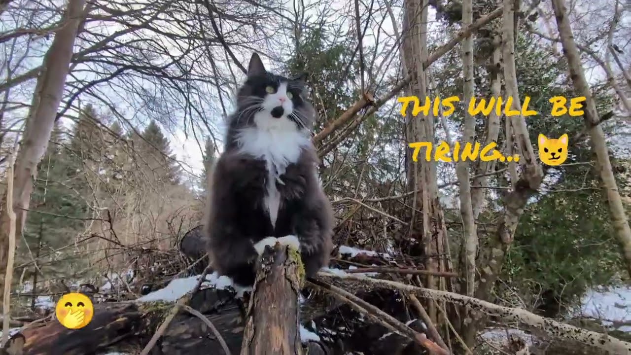 Norwegian Forest Cat: Lilly & Odin in 