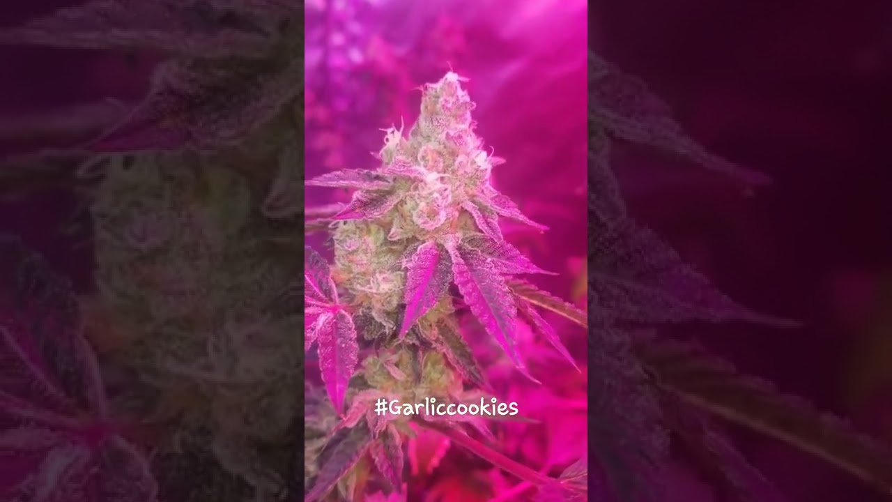 led grown garlic cookies
