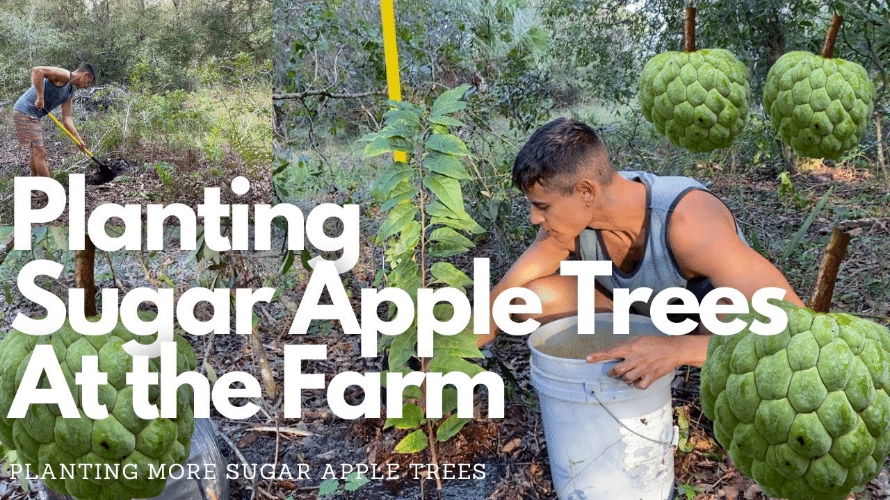 Planting Sugar Apple Trees (Annona Squamosa) Tropical Fruit Farm