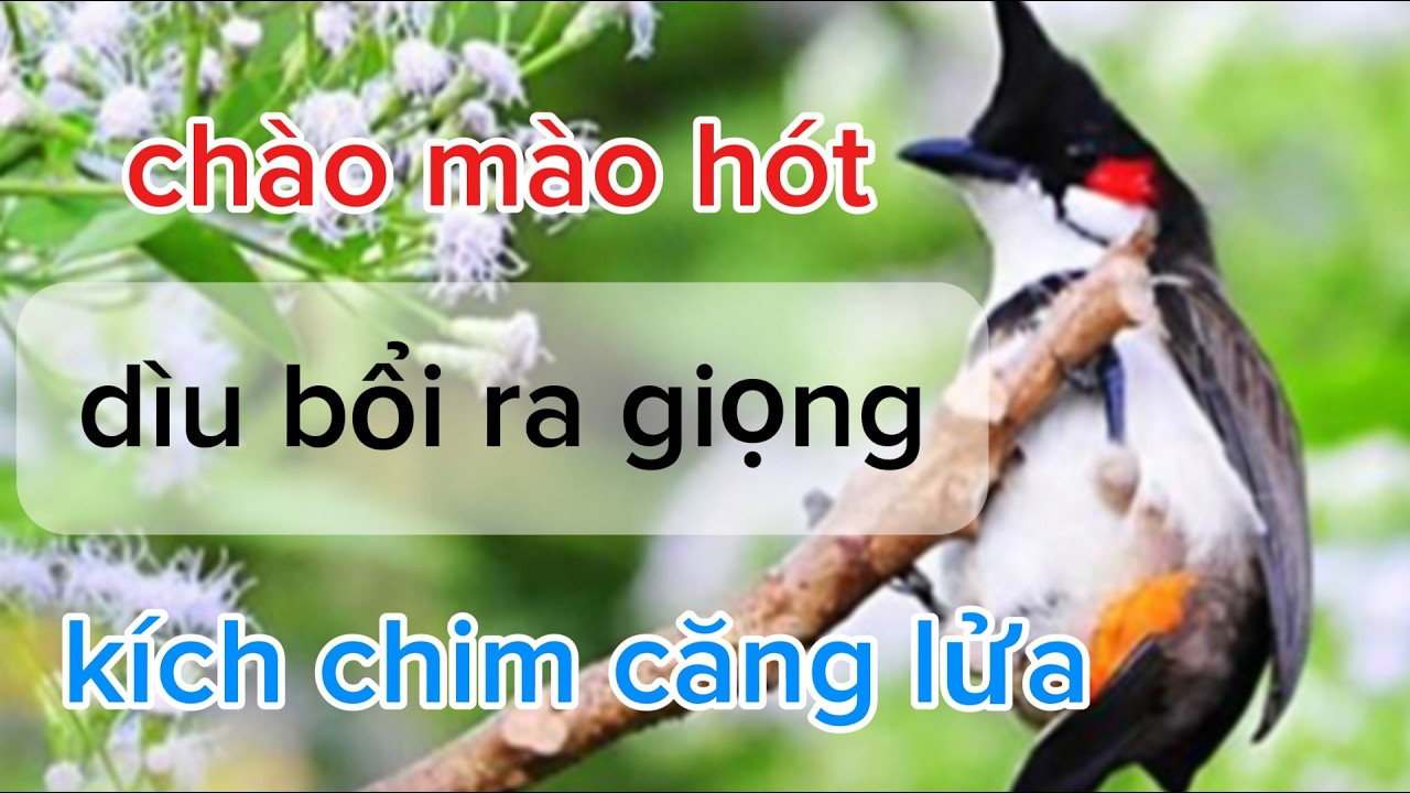 luyện giọng chào mào dìu chim lên lửa | chào mào hót sáng