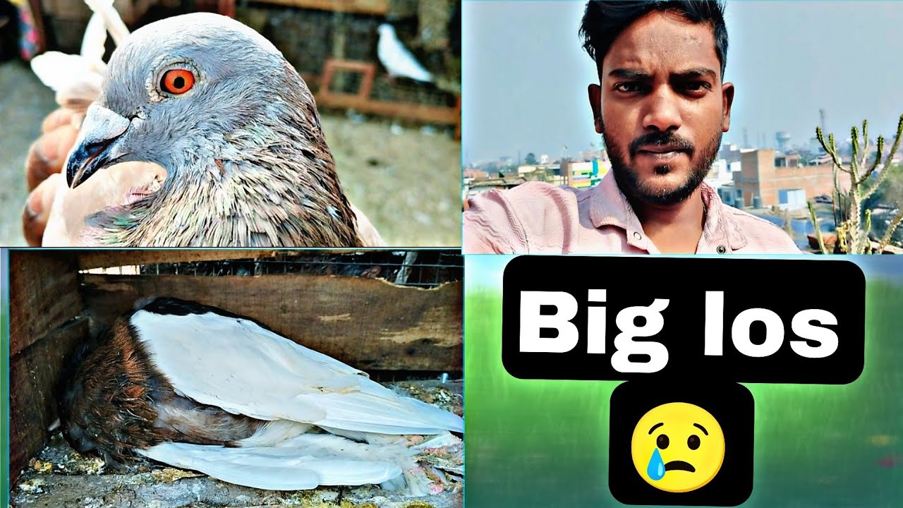 //big loss 😢😢 piz hlp 😔 #pigeon #kabutar #viral #youtube #rspigeonvlog23 #birds #pigeonlaver 