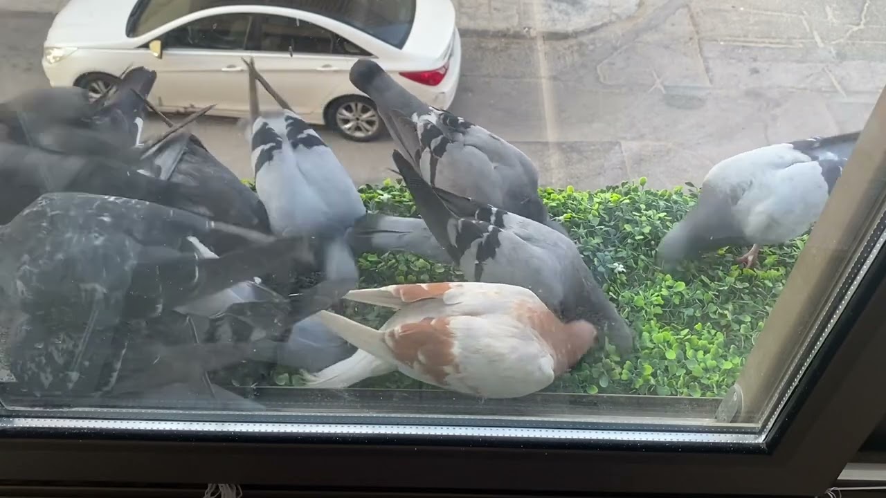 Poor pigeon being chased non stop🥲