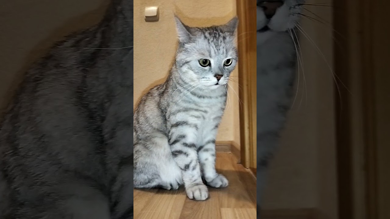 Справка от доктора 