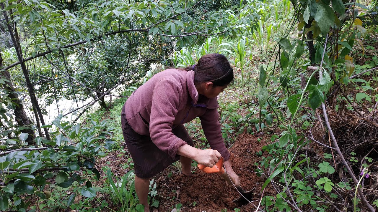 Trasplanto mi gran árbol de chile canario, para luego comerlo con tortillas de mano