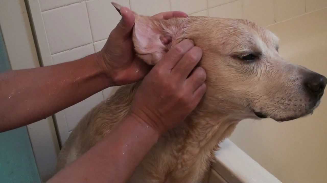 ラブラドール　ムック　イヤークリーナーEar cleaner