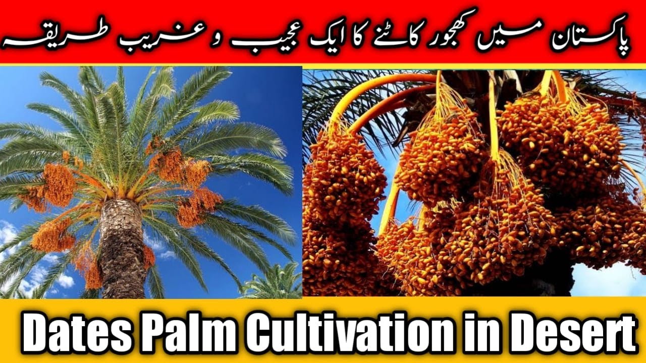 Dates Palm Cultivation in Desert | Dates Palm Farm and Harvest  |  Dates Processing Factory