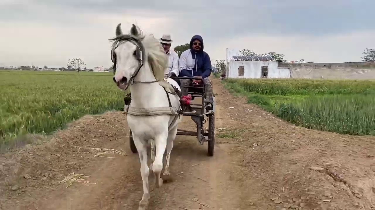 Horse buggy ride for a long distance