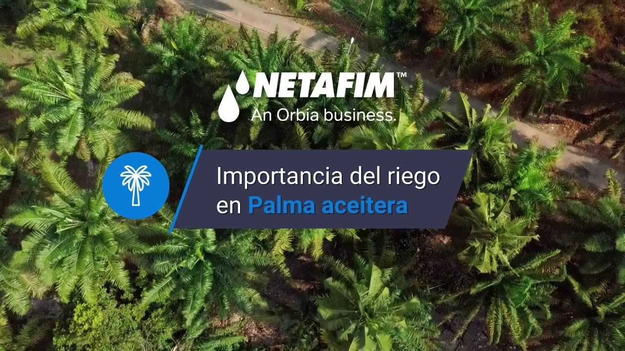 Beneficios del riego por goteo en palma de aceite