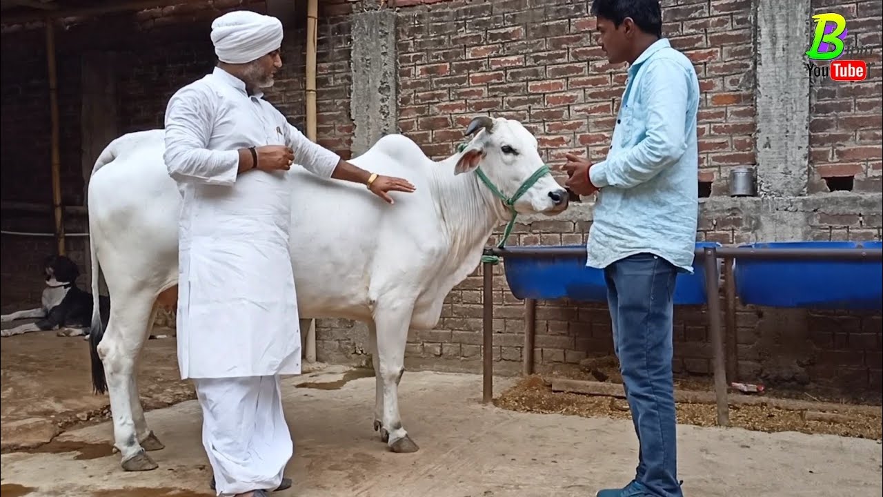 #गंगातीरी नस्ल की गाय की असली पहचान इस तरह से करें | Gangatiri Cow | Desi Cow Farm | Cow Breeds