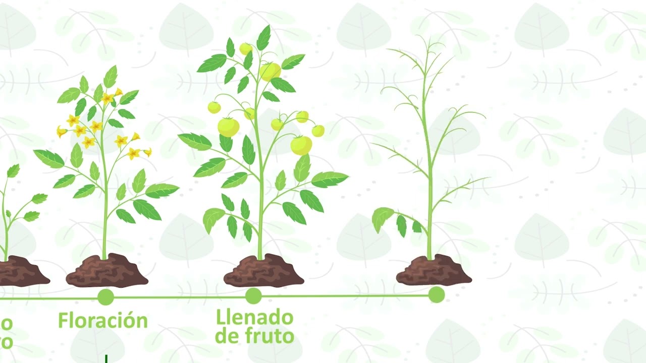 01 4 13 Fenograma tomate s&Atilde;&ordm;per abono  4
