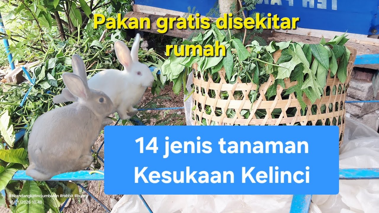 JENIS TANAMAN KESUKAAN KELINCI, AMAN & BERNUTRISI