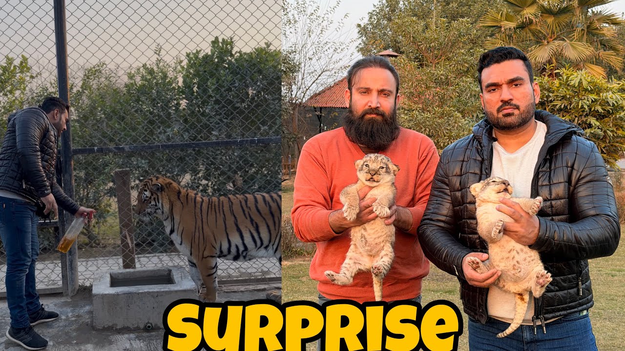 Liones Nay Big Surprise Day Diya 🦁😲|Meggi ko Kya Hoa 🐅😱