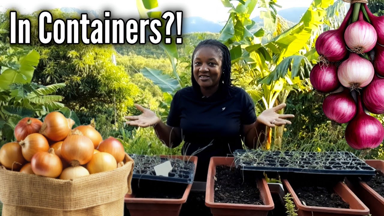 Как вырастить лук в контейнерах! 100% успех!
