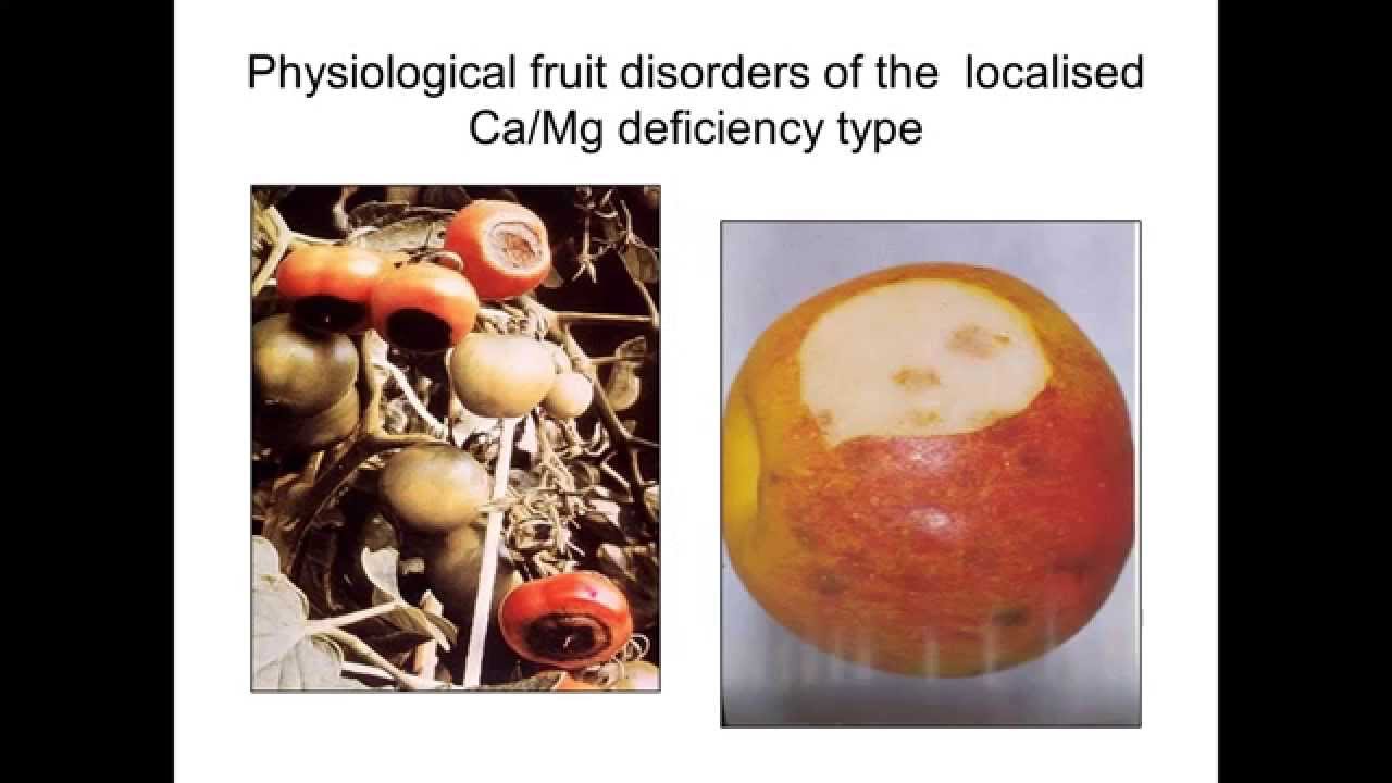 Bunch stem necrosis - causes and management (AWRI webinar Recording)