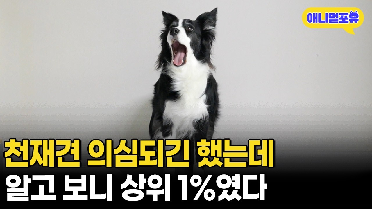 수의사도 보자마자 인정한 상위 1% 천재견 등장ᄃᄃㅣKBS 생생정보 200312 방송