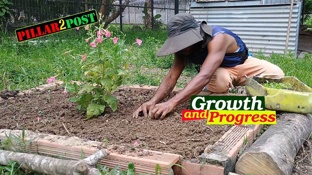 Plant/ Garden update and Mamoo Wisdoms