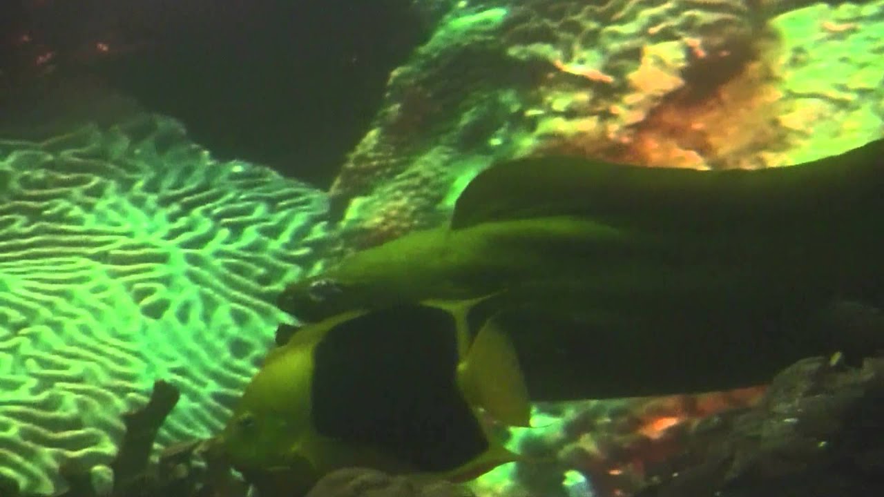 Houdini -- Green Moray Eel