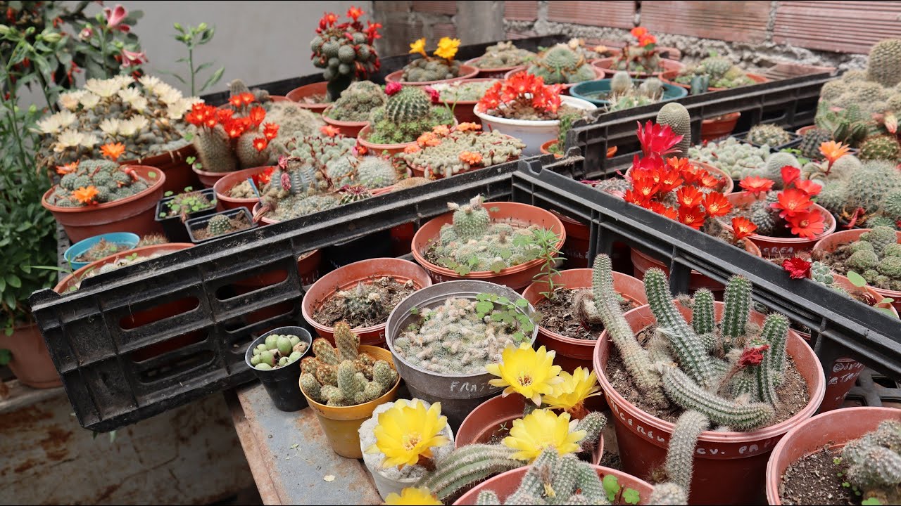Tour por mi colección de Cactus 2025