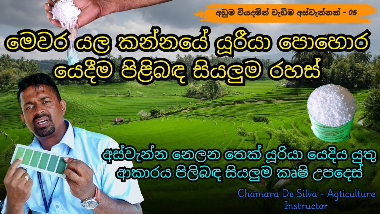 ගොයම සඳහා හරිම වෙලාවට යූරීයා පොහොර යොදමු | අඩු වියදමින් වැඩිම අස්වැන්නක්