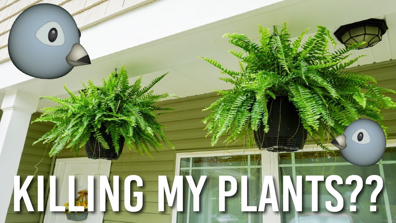 How to Keep Bird Nests Out of Hanging Baskets - Hack