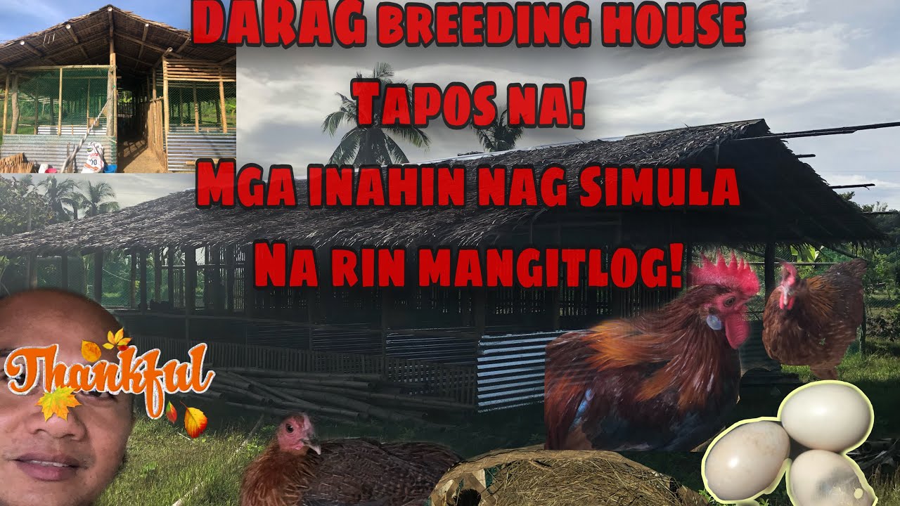 COMPLETED LOW COST SET-UP OF DARAG BREEDING COOP| HENS STARTS DROPPING EGGS | Episode 7
#drayners