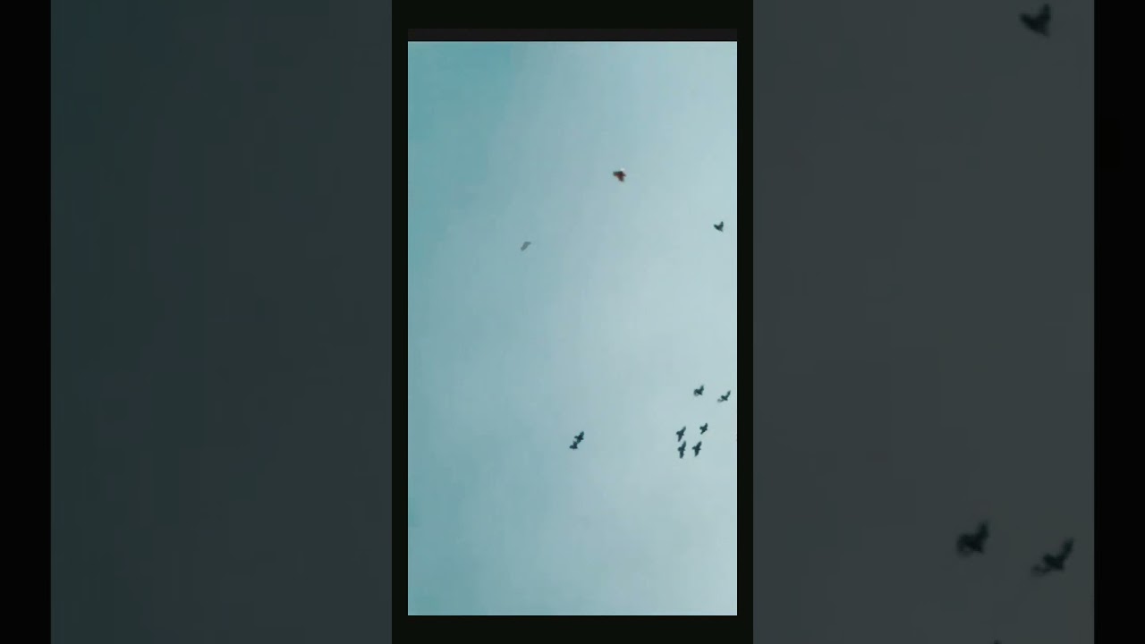 Roller Pigeon 2023: "Dream Team"  - BMC
