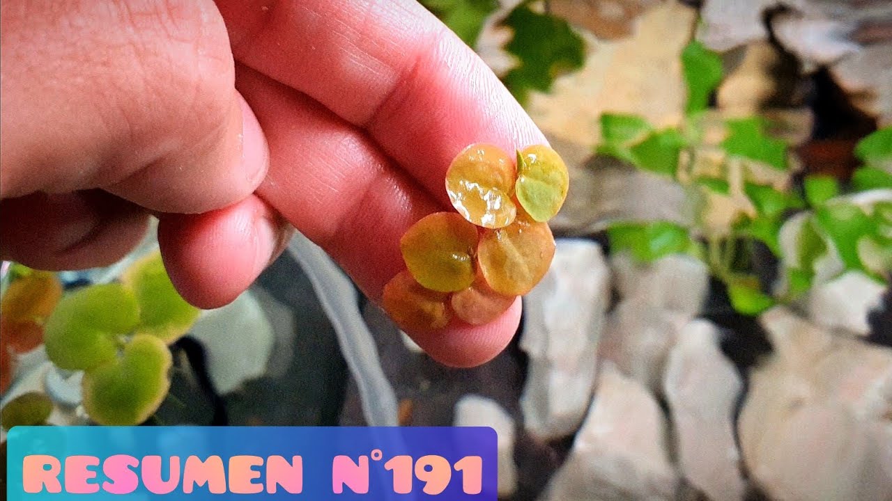 RESUMEN SEMANAL Nº191 / PLANTAS FLOTANTES ROJAS