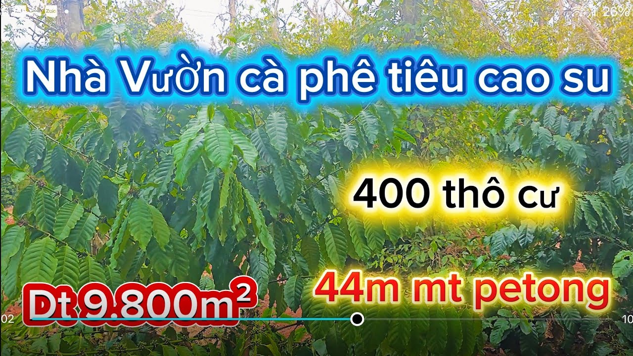 Chû cần tiền bán nhà vườn cà phê,  tiêu,cao su có 44m Mt petong 400m ² thô cư dân đông.